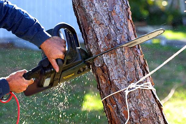 Best Palm Tree Trimming  in Farngton, MI